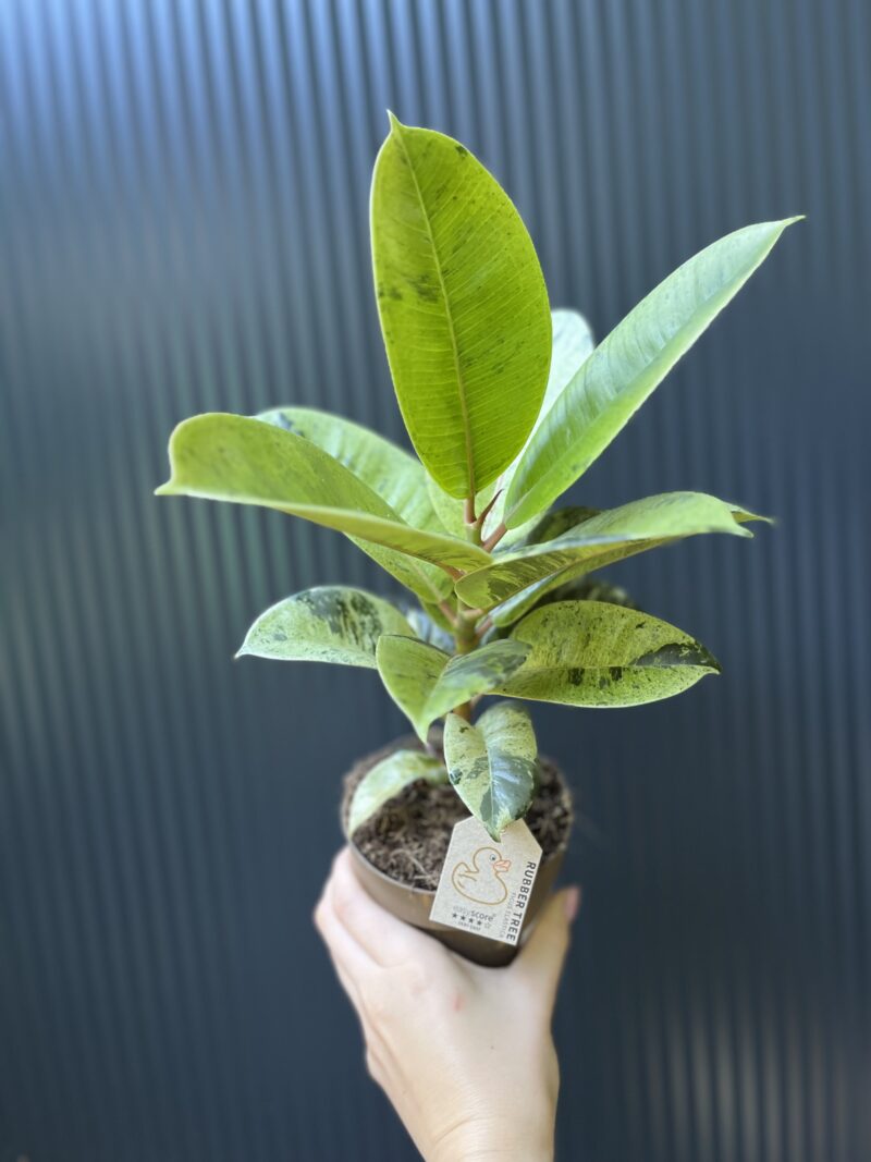 Ficus elastica ‘Moonshine’ Shivereana