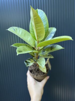Ficus elastica ‘Moonshine’ Shivereana