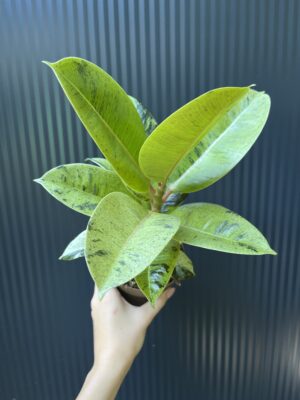 Ficus elastica ‘Moonshine’ Shivereana
