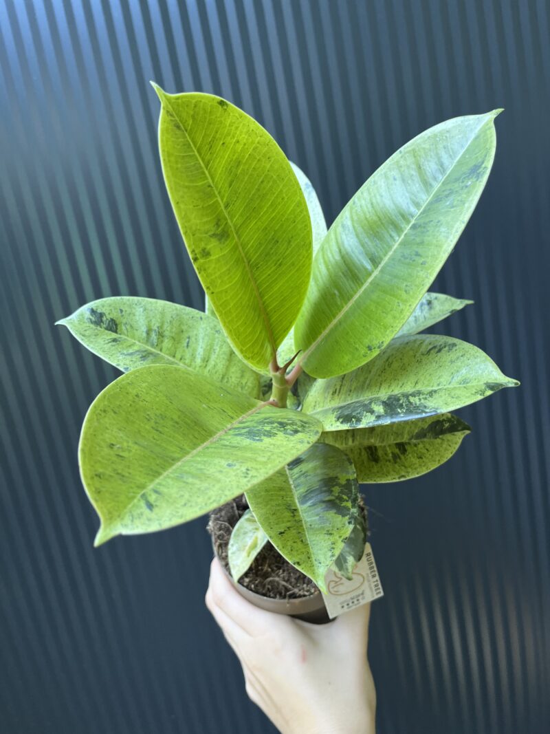 Ficus elastica ‘Moonshine’ Shivereana