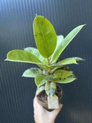 Ficus elastica ‘Moonshine’ Shivereana