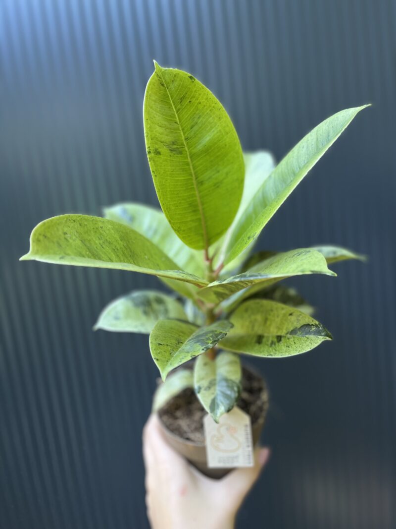 Ficus elastica ‘Moonshine’ Shivereana