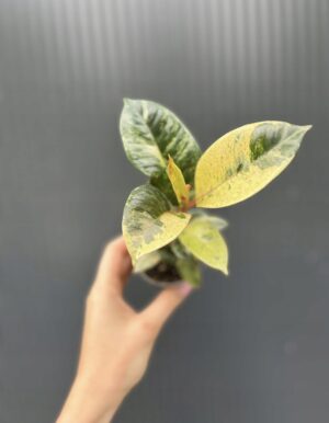 Ficus elastica ‘Moonshine’ Shivereana