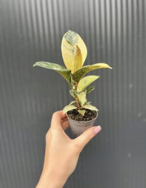 Ficus elastica ‘Moonshine’ Shivereana