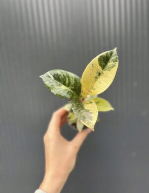 Ficus elastica ‘Moonshine’ Shivereana