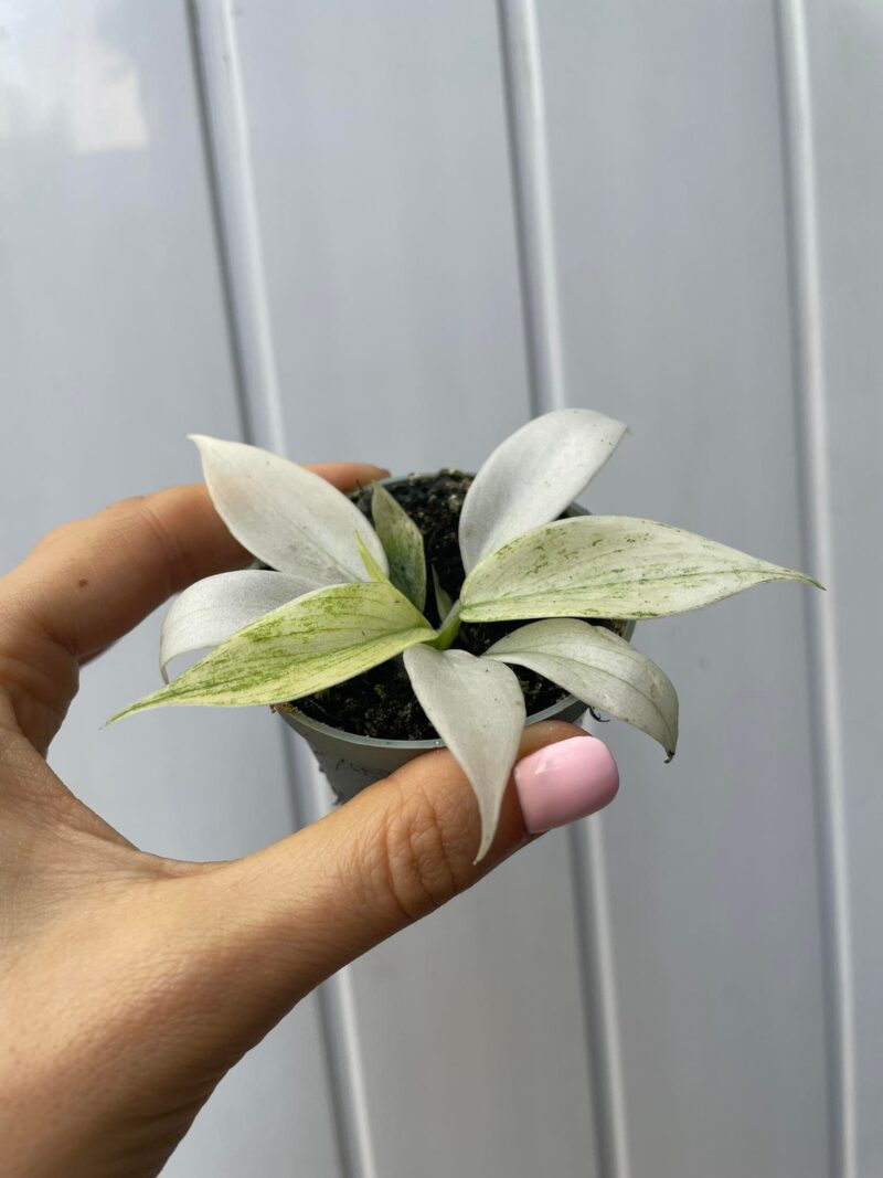 Philodendron Florida Ghost