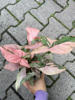 Syngonium Red Spot