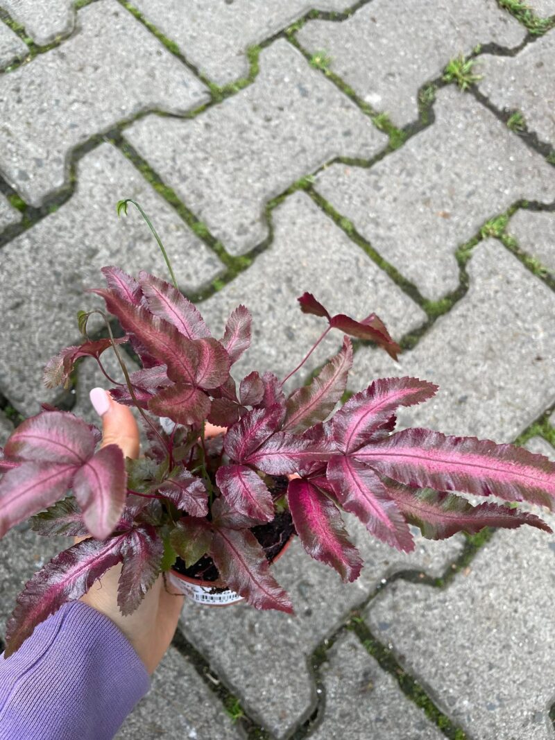 Pteris Albolineata