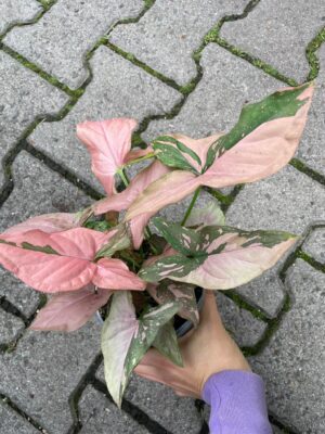 Syngonium Red Spot