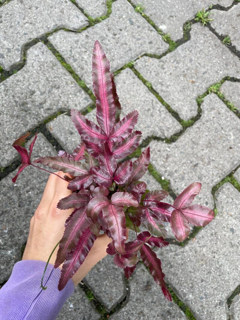 Pteris Albolineata