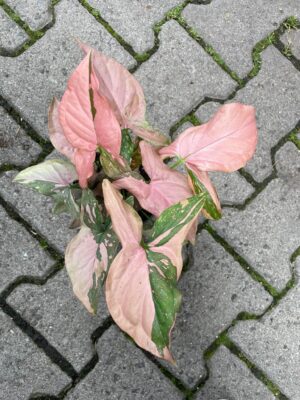Syngonium Red Spot