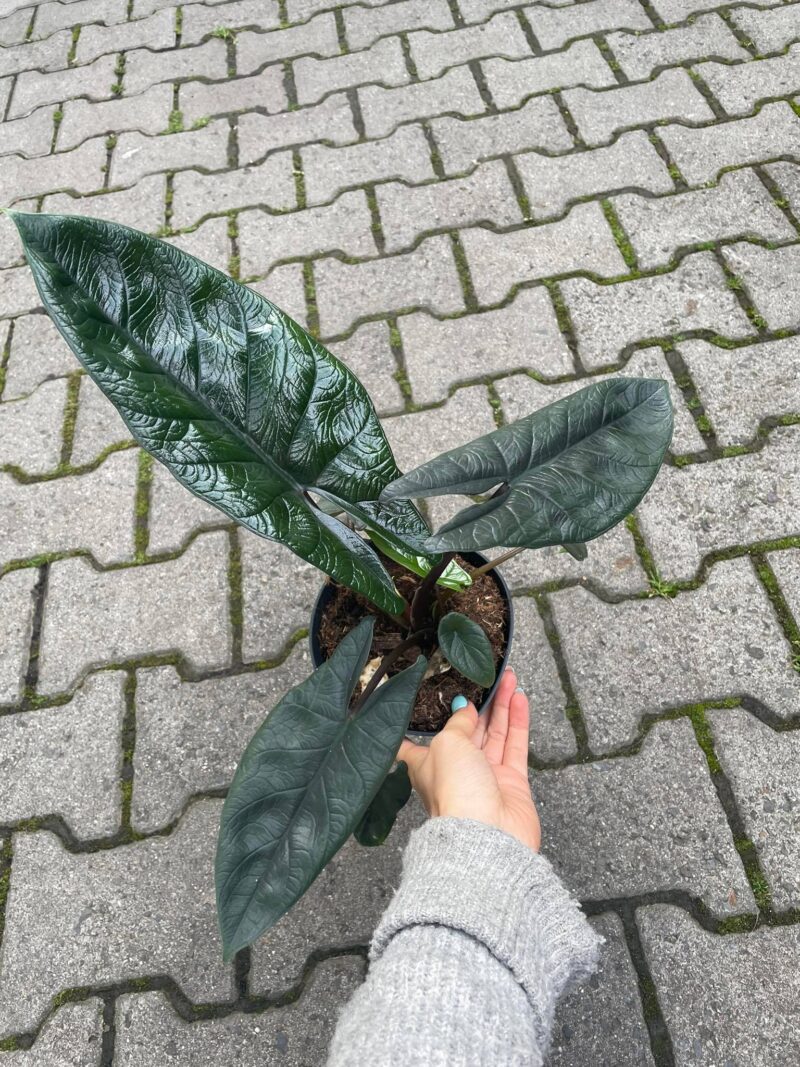 Alocasia Scalprum Alocasia Scalprum