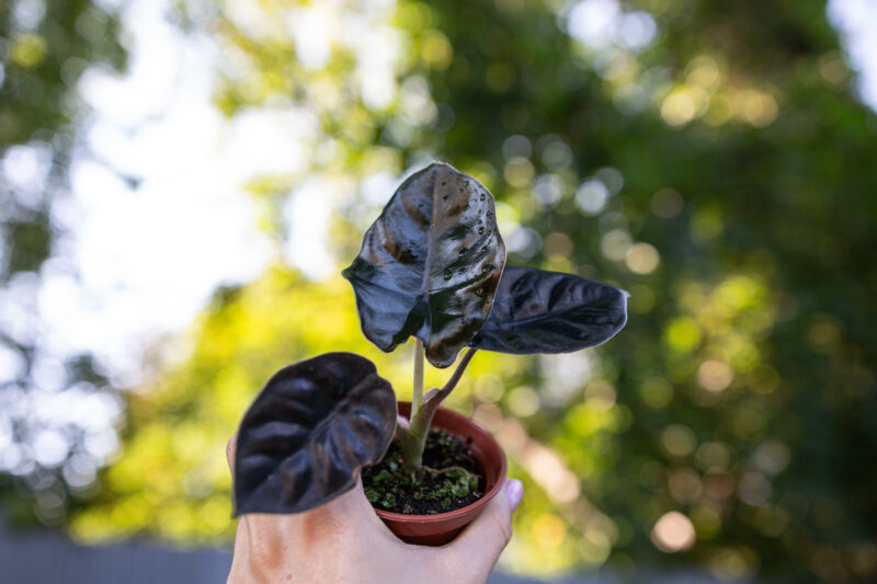 Alocasia Infernalis Black Magic Alocasia Infernalis Black Magic