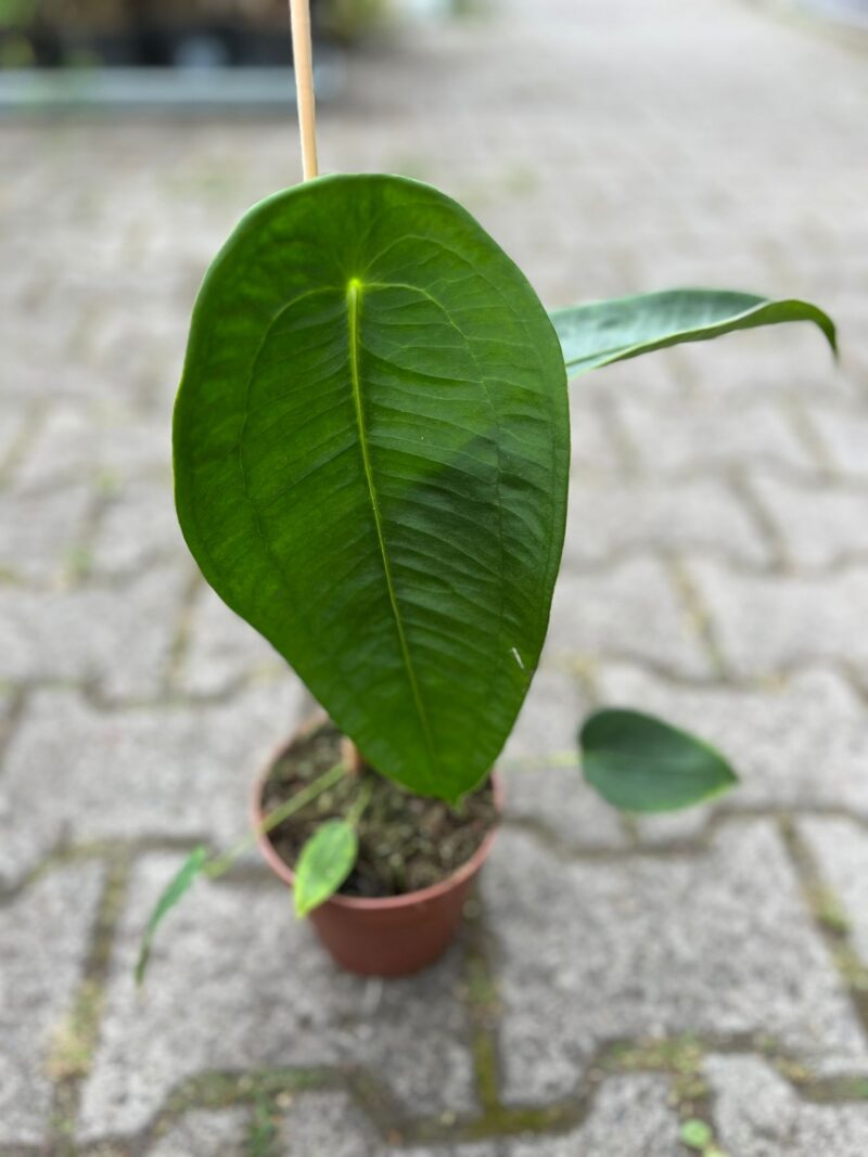Anthurium Peltigerum Anthurium Peltigerum