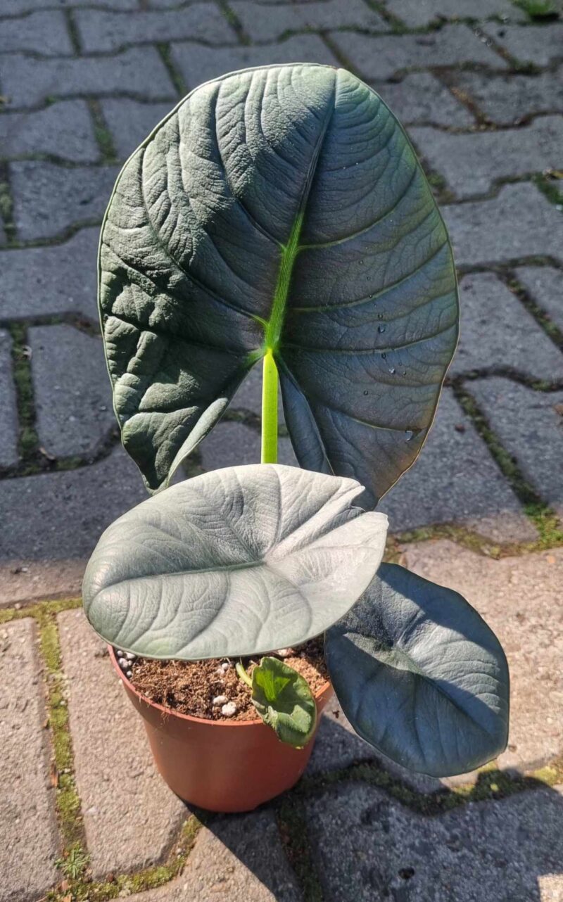 Alocasia Bisma