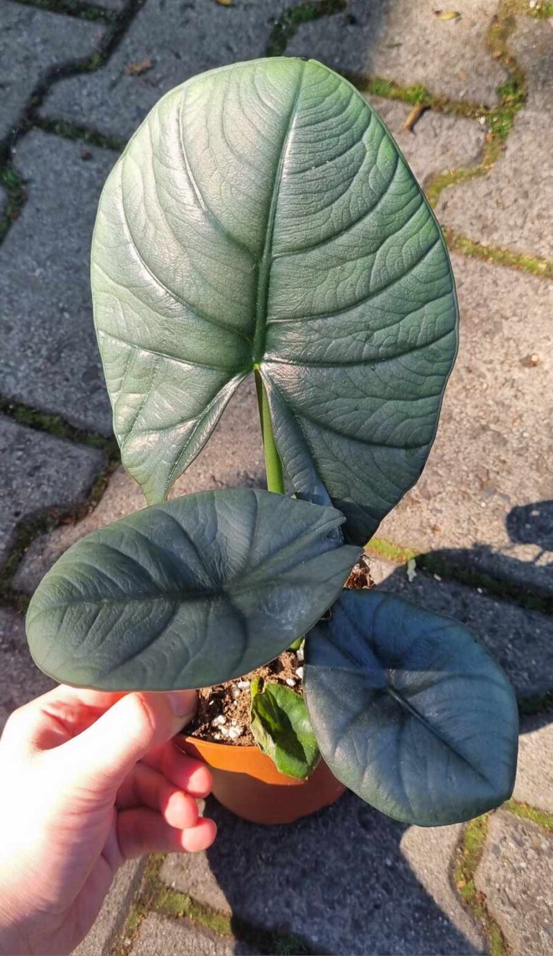 Alocasia Bisma
