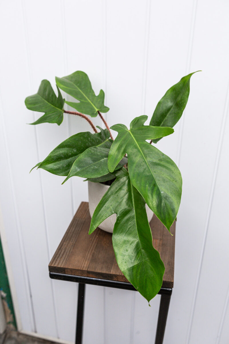 Philodendron Squamiferum Philodendron Squamiferum