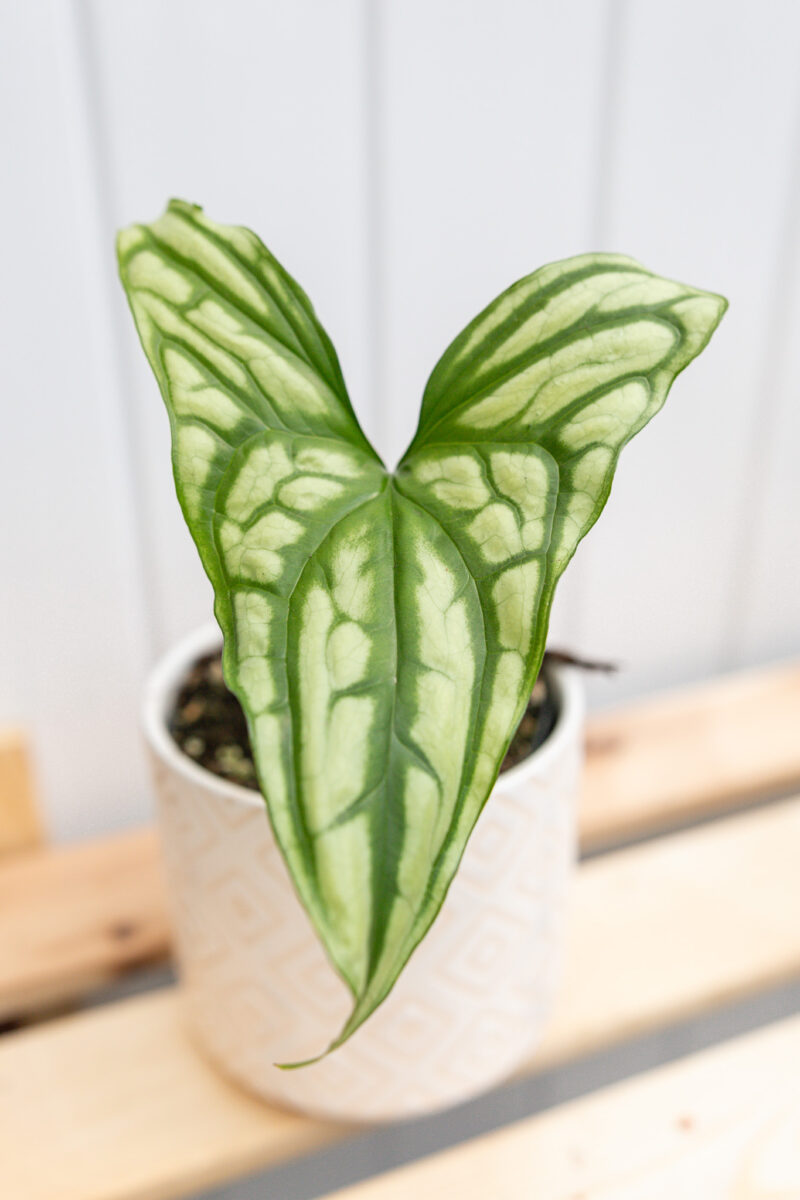 Cercestis mirabilis
