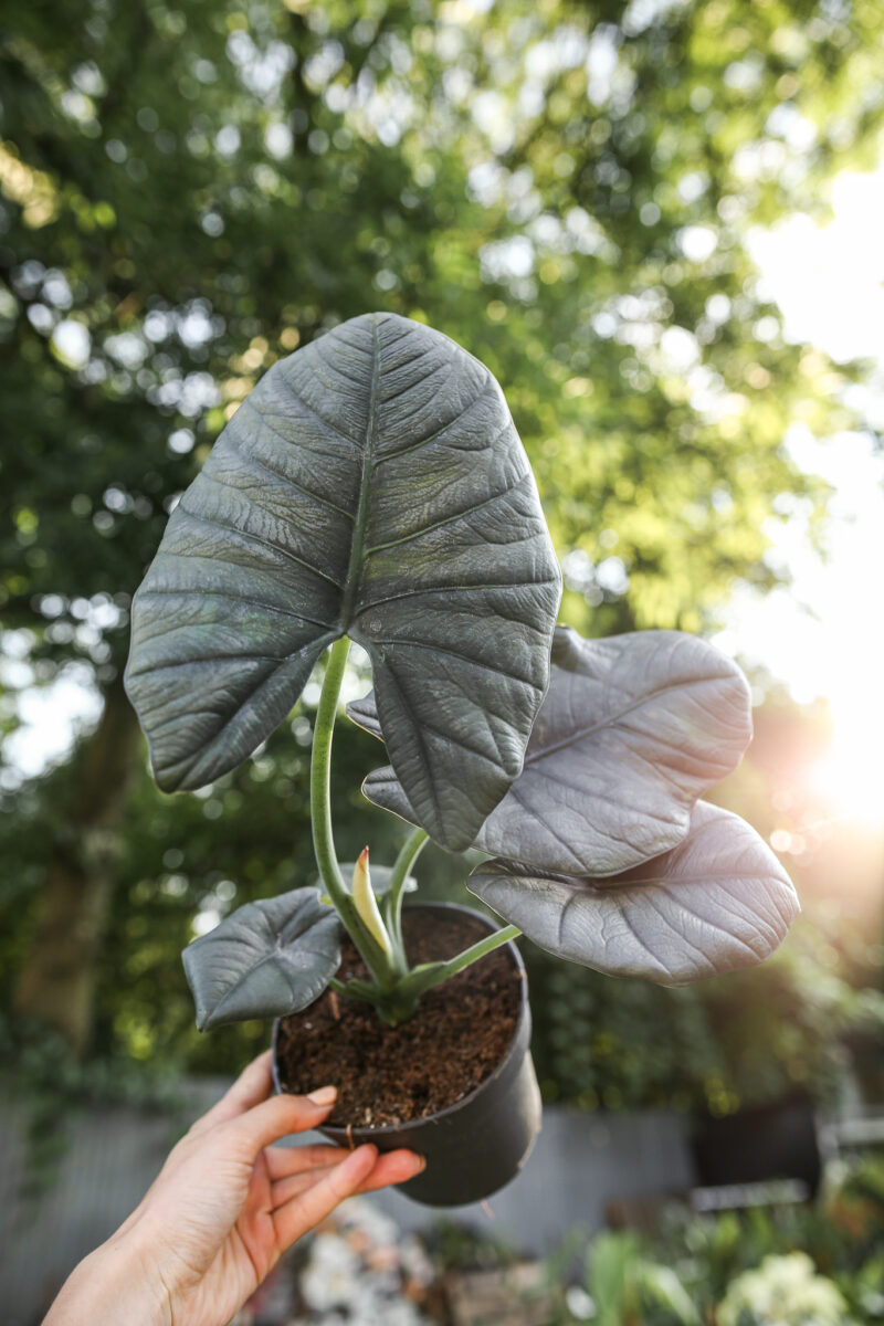Alocasia Bisma Alocasia Bisma