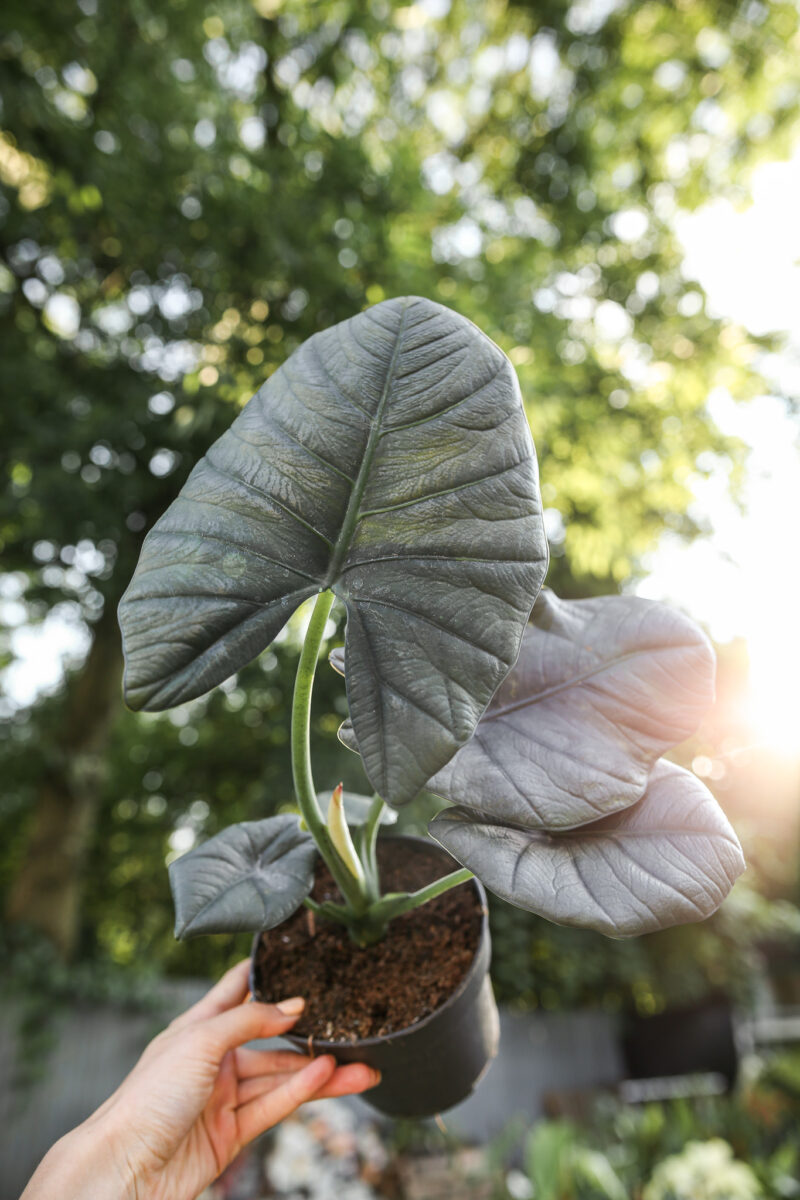 Alocasia Bisma