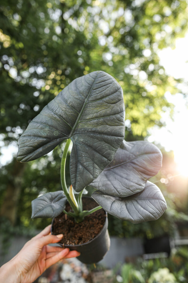 Alocasia Bisma