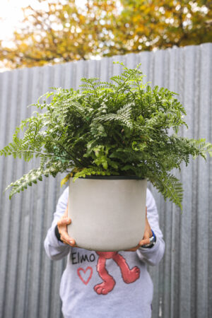 Asplenium Parvati