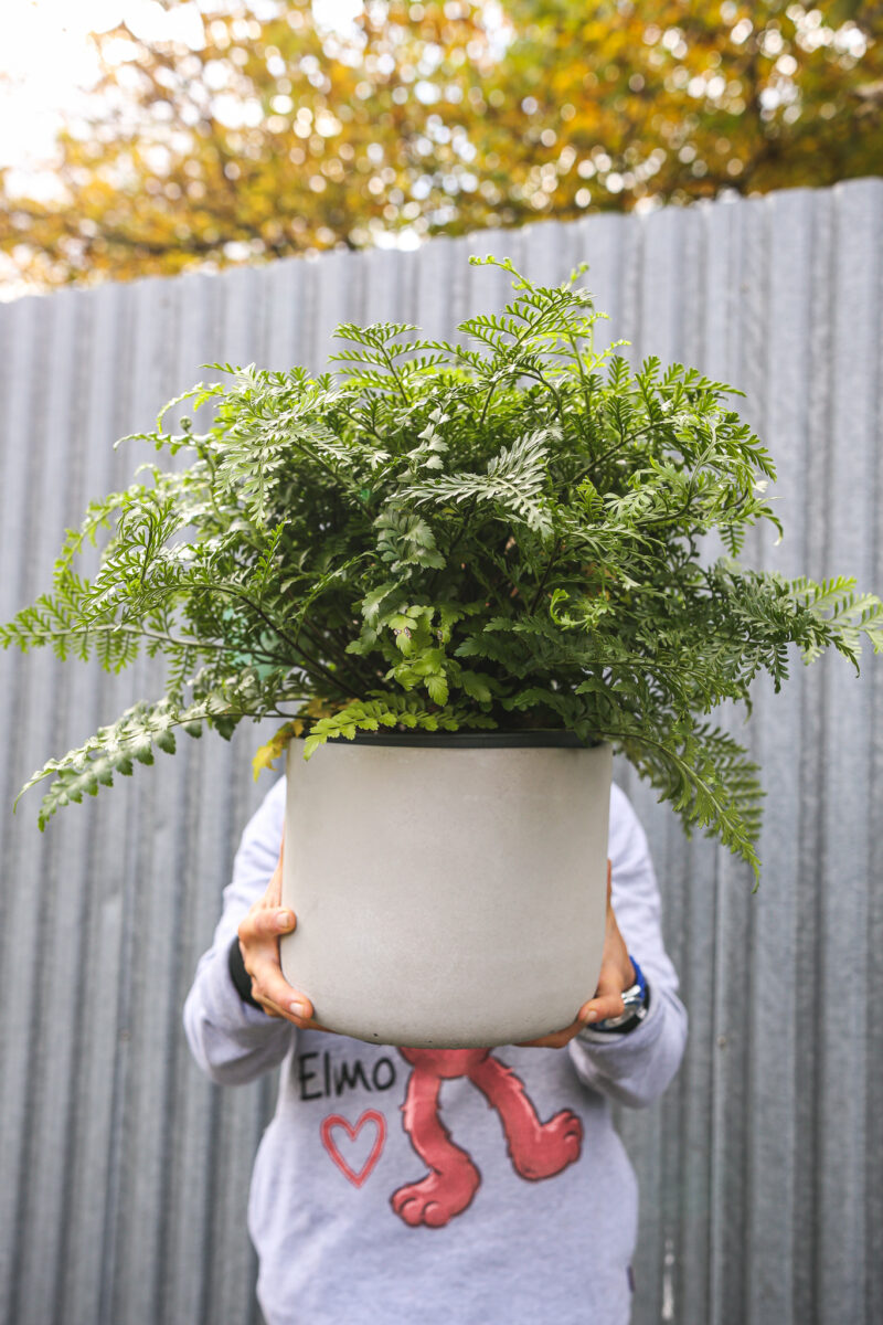 Asplenium Parvati