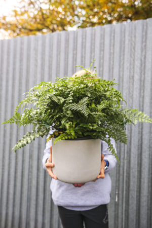 Asplenium Parvati