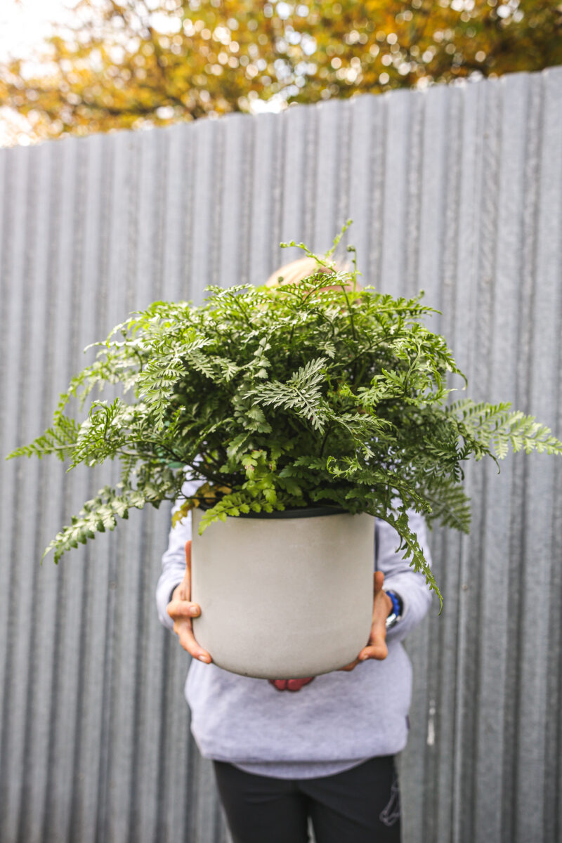 Asplenium Parvati