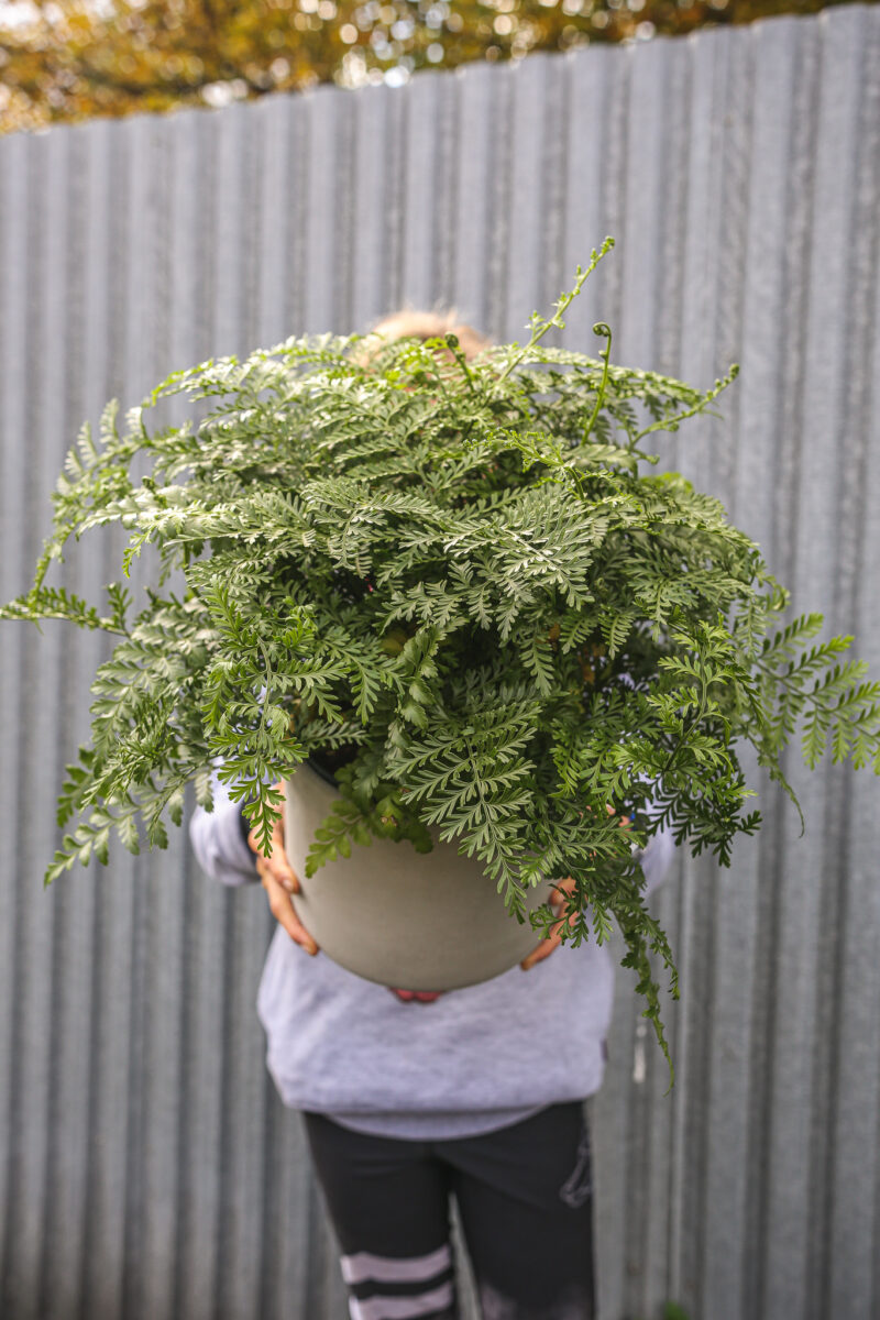 Asplenium Parvati