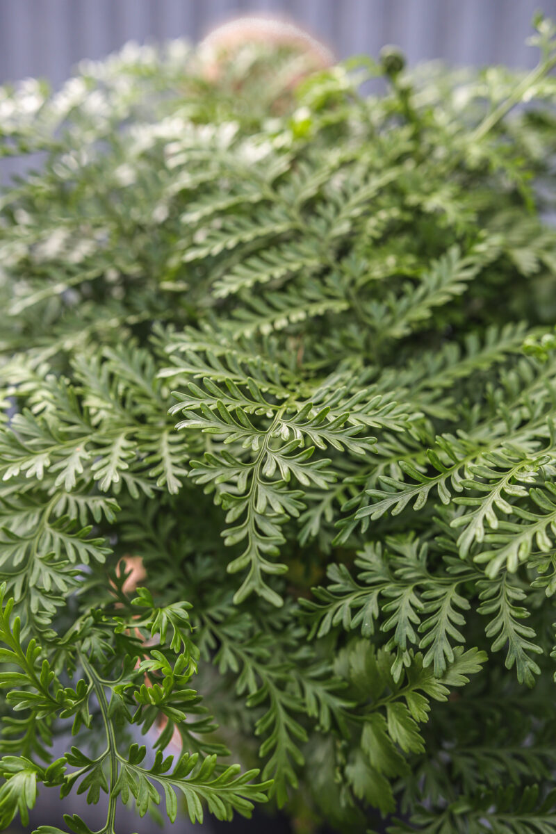 Asplenium Parvati