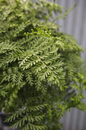 Asplenium Parvati