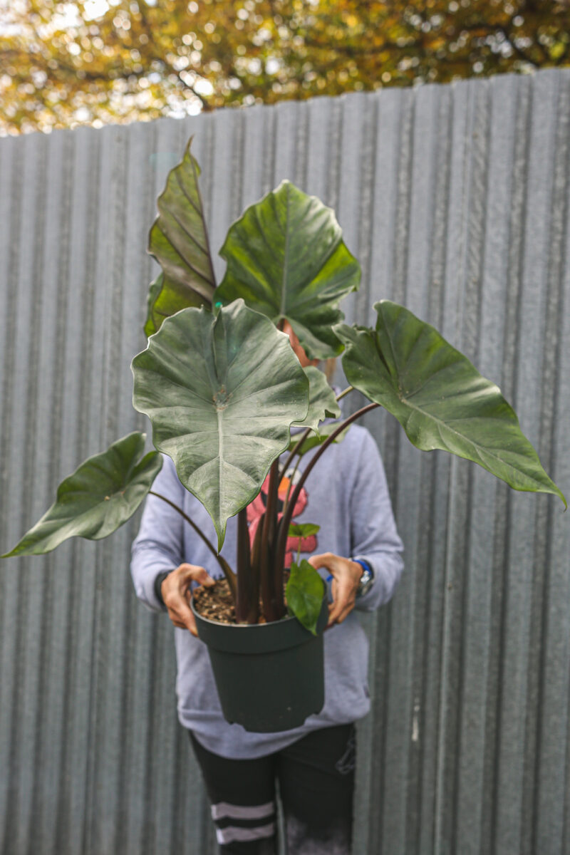 Alocasia Sumo Alocasia Sumo