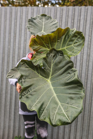 Alocasia Williams