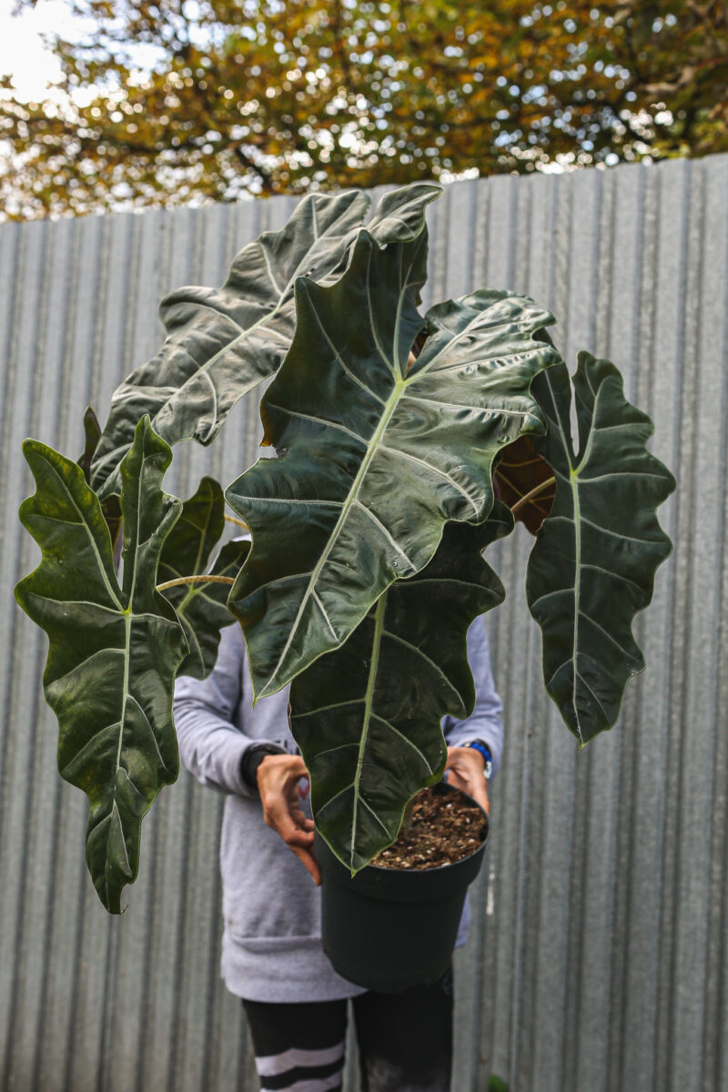 Alocasia Pseudo sanderiana Alocasia Pseudo sanderiana