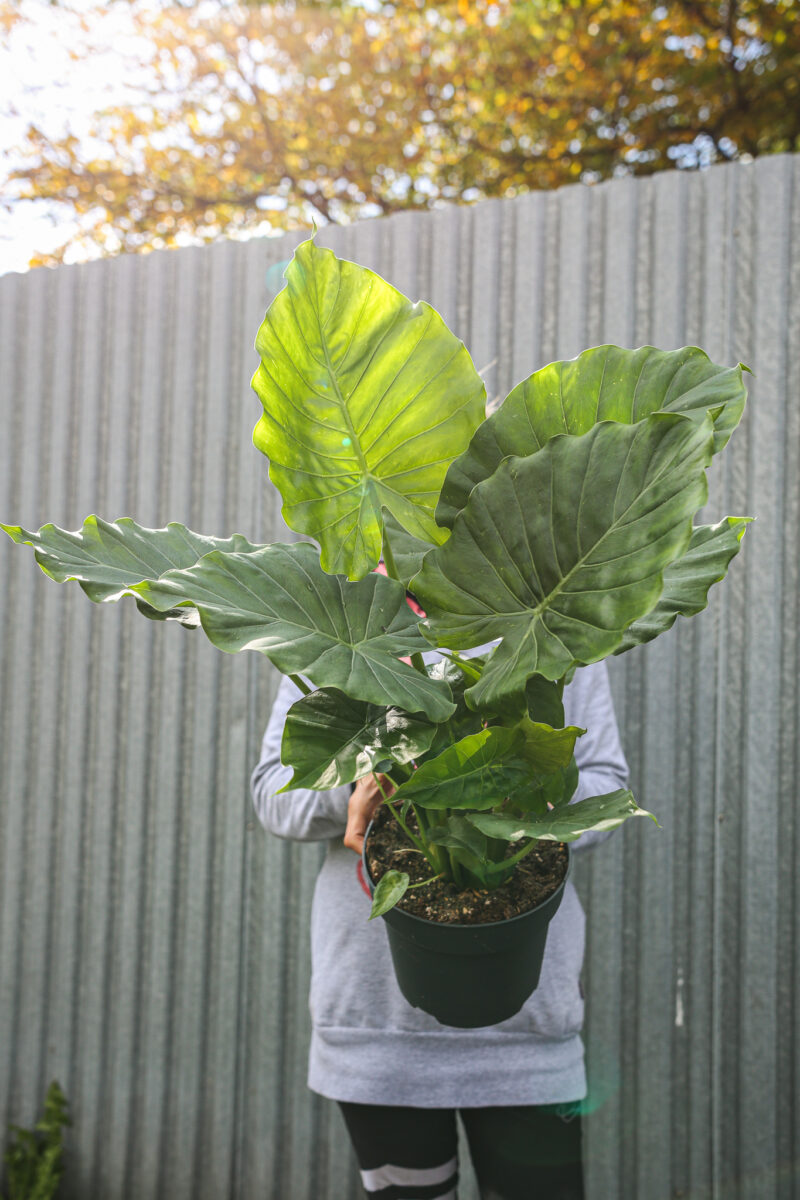 Alocasia Gageana Alocasia Gageana