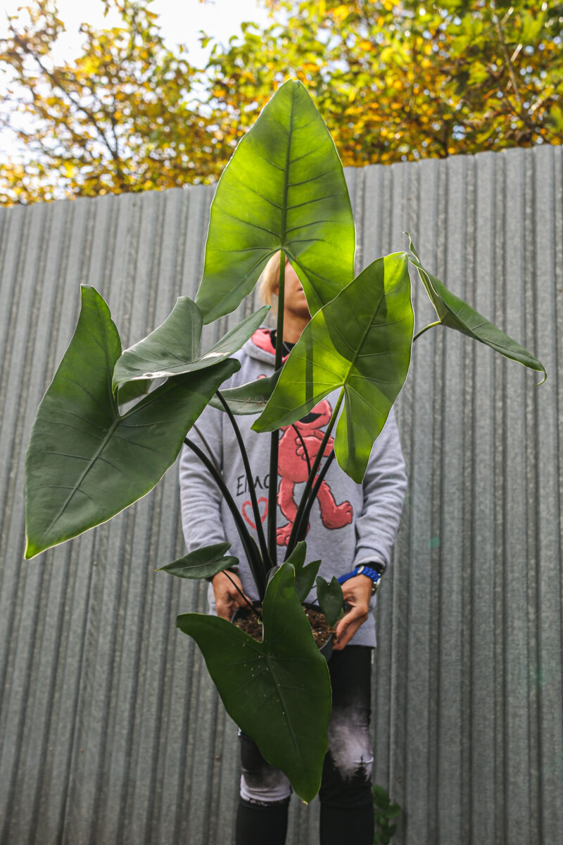 Alocasia Zebrina Black