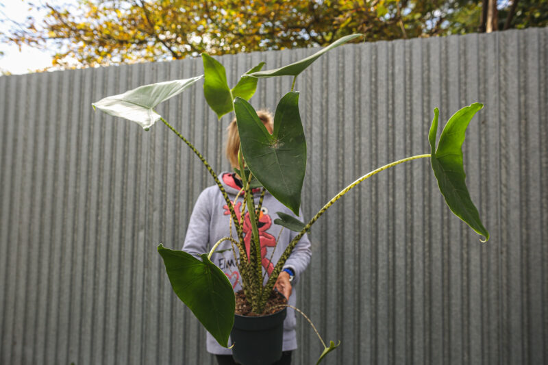 Alocasia Zebrina
