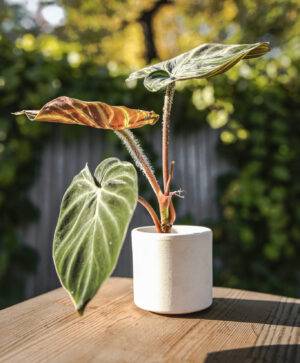 Philodendron Verrucosum