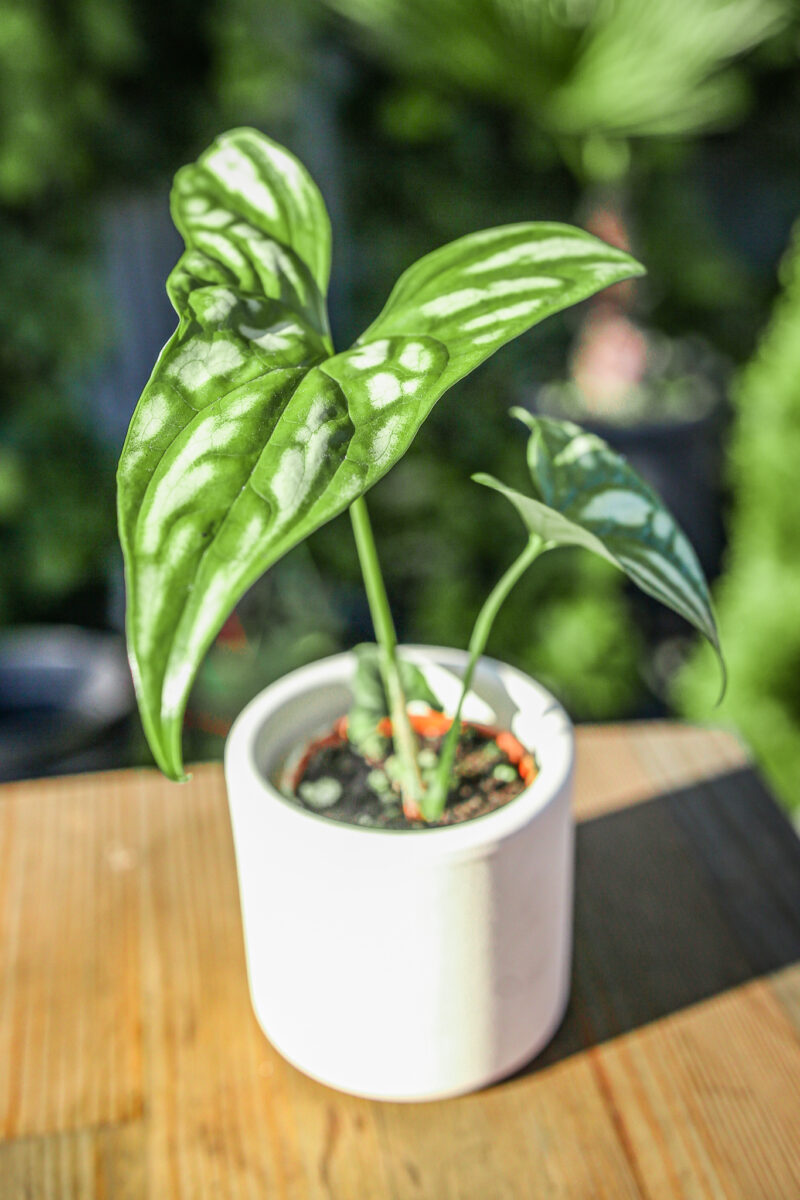 Cercestis mirabilis Cercestis mirabilis