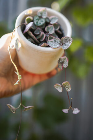 Ceropegia woodii ‘VARIEGATA’