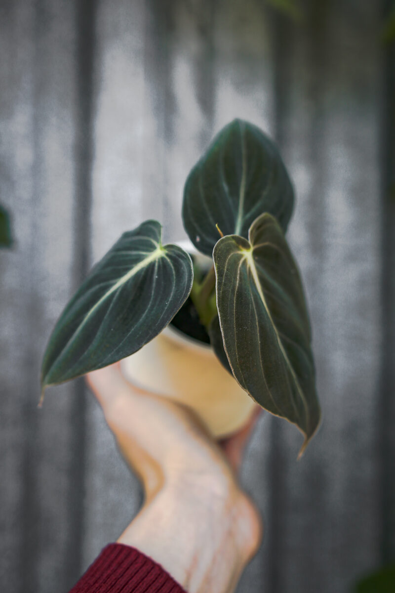 Philodendron Melanochrysum Philodendron Melanochrysum