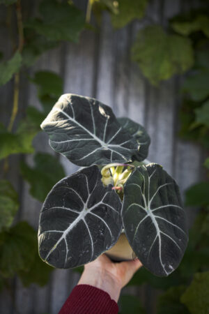 Alocasia Black Velvet