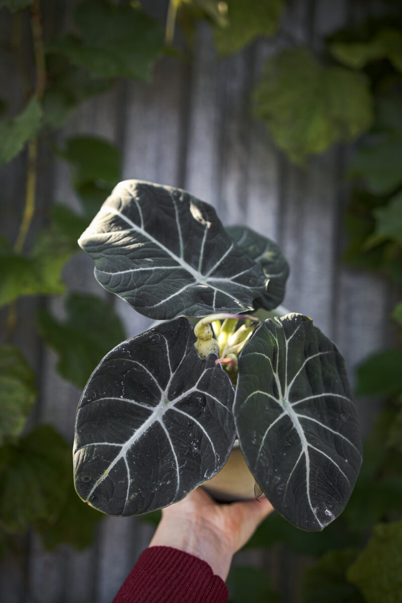Alocasia Black Velvet