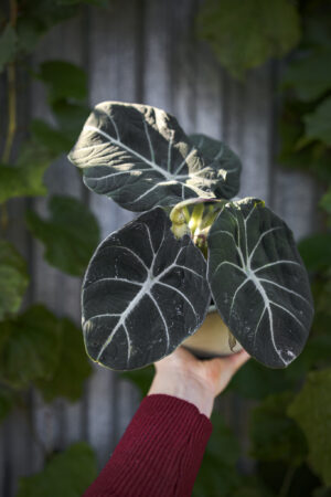 Alocasia Black Velvet