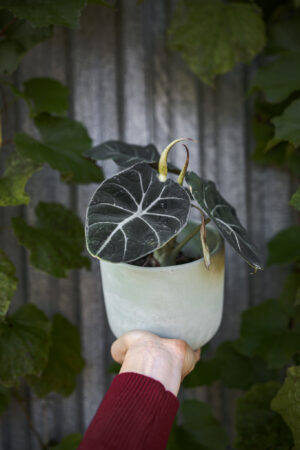 Alocasia Black Velvet