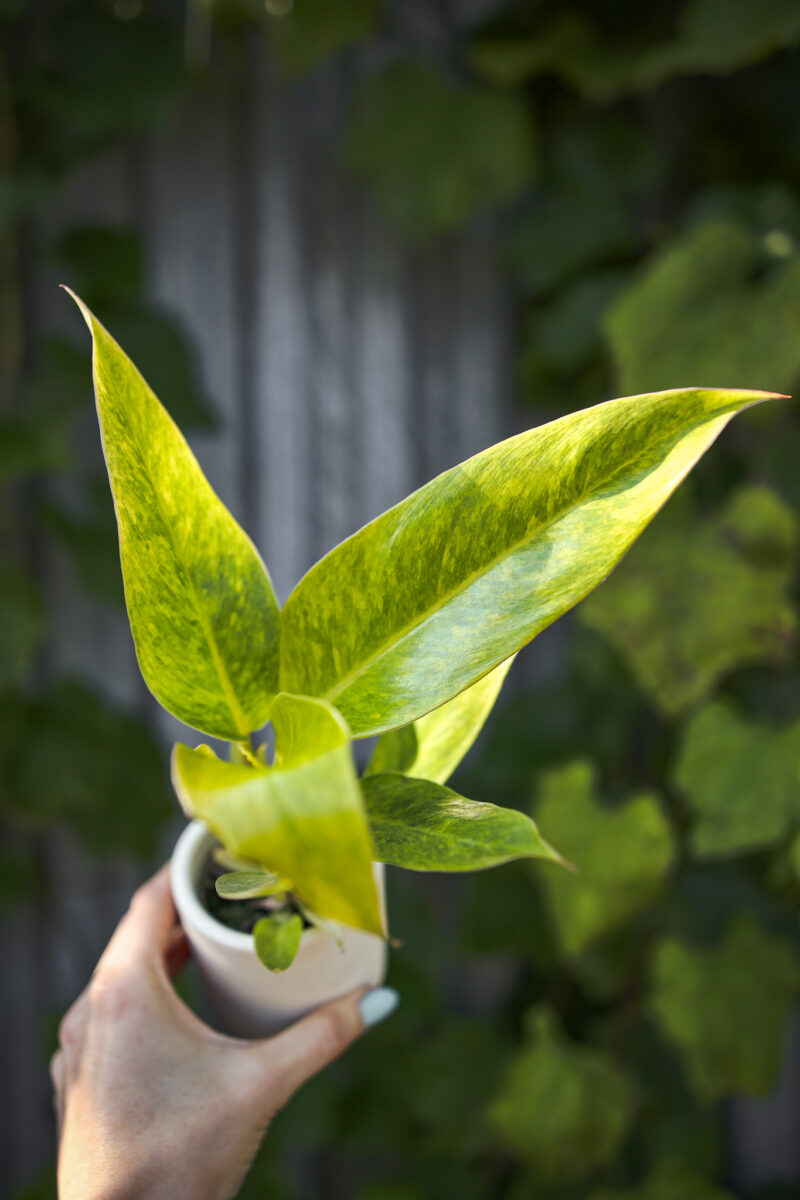 Philodendron Calkings Gold Philodendron Calkings Gold