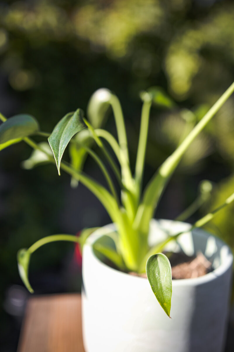Alocasia Tiny Dancer