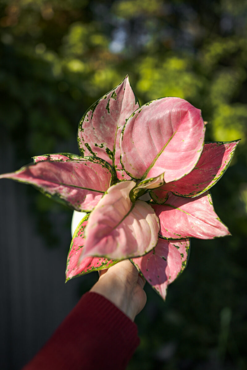 Aglaonema ‘Pink Jili’ Aglaonema ‘Pink Jili’