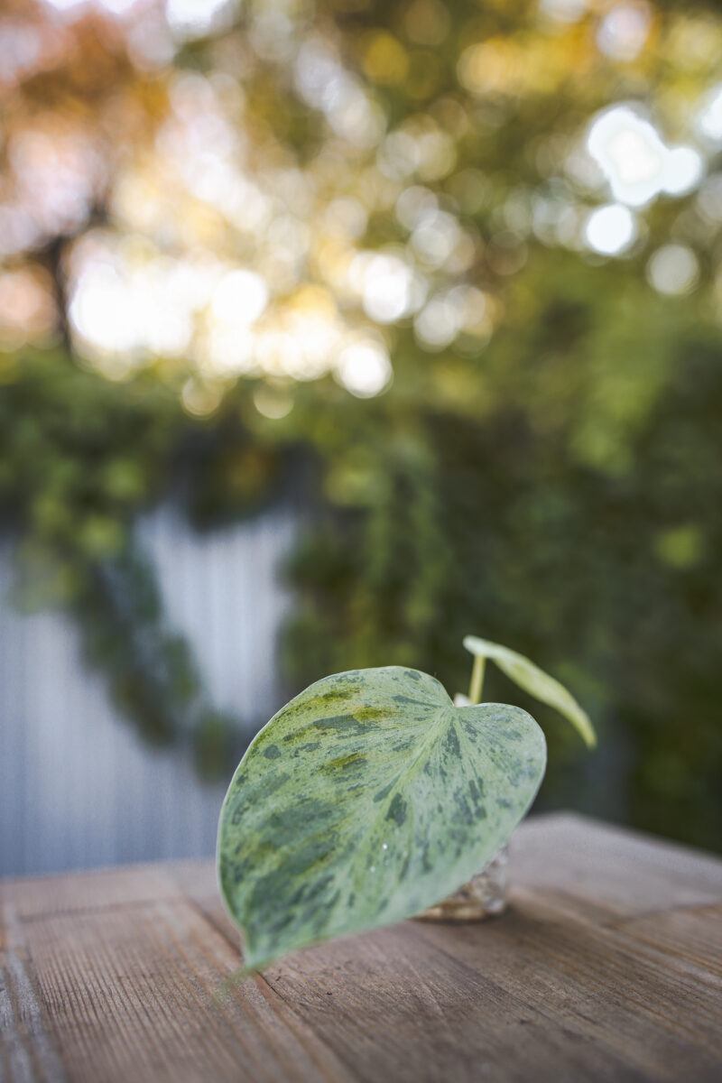 Philodendron Hederaceum Variegata